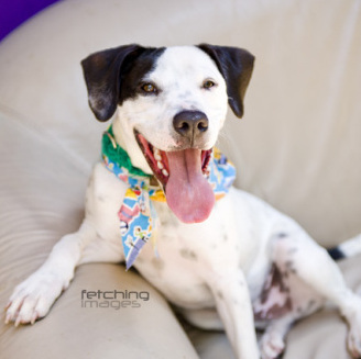 Adopt Rocky