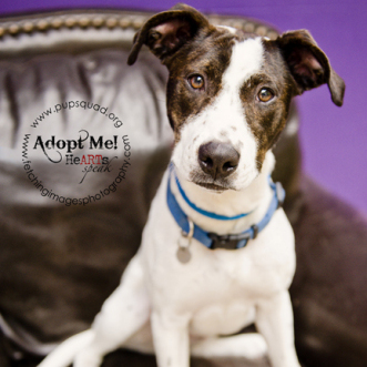 Adopt Tessie