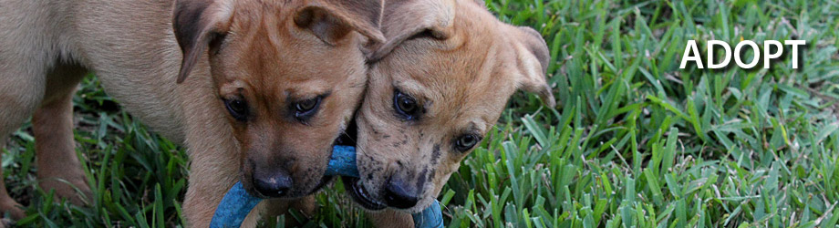Adopt