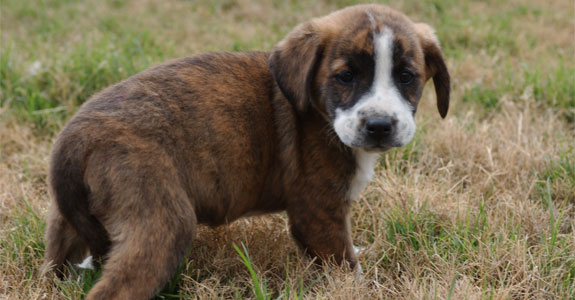 Sadie