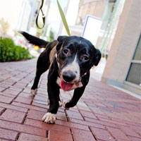 Foster Dolly